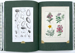 Paper Botanists book