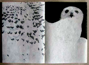 Snowy Owl book
